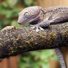Reptiles