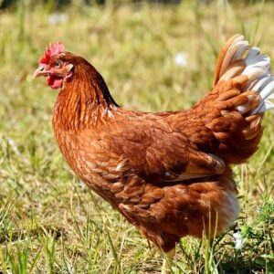 Gallinas