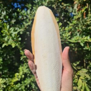 Hueso de Jibia a Granel